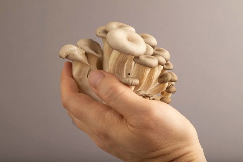 Raw Oyster mushroom, Pleurotus ostreatus with hand on gray pastel paper background. Side view, copy