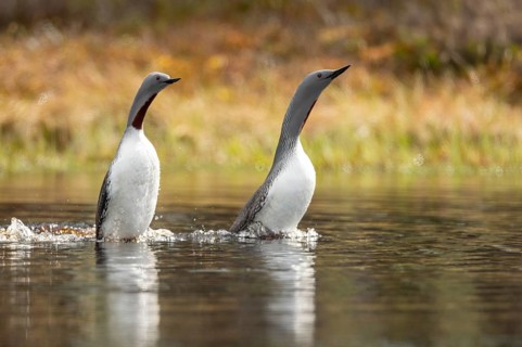 Red-throated diver (Gavia stellata) in breeding plumage on a lake in Sweden, Knuthöjdsmossen,