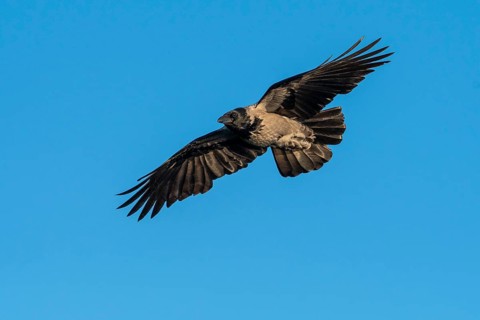 Hooded Crow (corvus corone corone) in flight, Feldberg Lakeland, Mecklenburg-Western Pomerania,