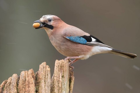 Eurasian jay (garrulus glandarius) at the winter feeding site, Neuhaus, Lower Saxony, Germany