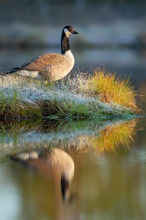 Canada goose (Branta canadensis) in breeding plumage on a lake in Sweden, Knuthöjdsmossen,