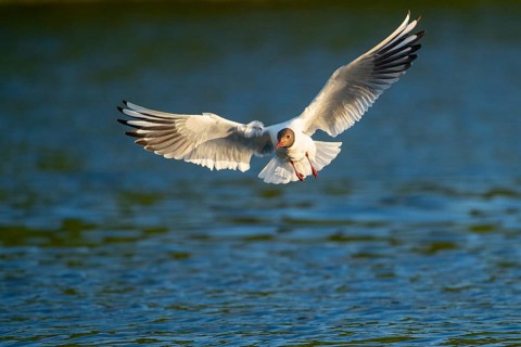 Flying Black-headed Black-headed Gull (Chroicocephalus ridibundus), Lembruch, Lower Saxony, Germany