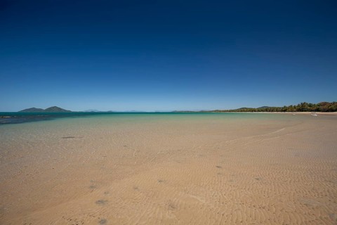 Tropical palms (Cocos nucifera) leaning over the sandy shore under a clear blue sunny sky. Mission