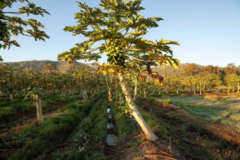 Harvest, Papaya Farm, Queensland, AustraliaRipe, fresh fruits hanging on trees in a tropical