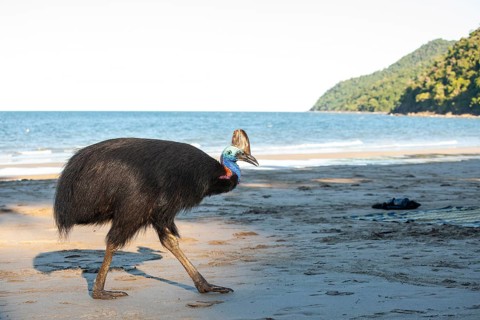 Southern cassowary (Casuarius casuarius) walking along the shore searching for food in the sand.