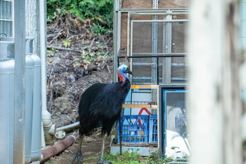 August 19, 2020. Southern cassowary (Casuarius casuarius) walking through camp searching for food
