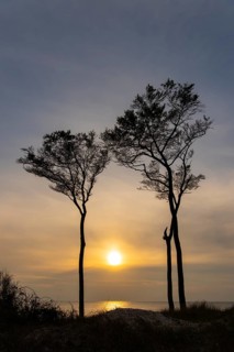 Beeches on the west beach of Fischland-Darss-Zingst at sunset, Baltic Sea, Ahrenshoop,