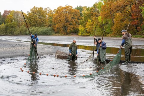 Fishing at Teichwirtschaft Ahlhorner Fischteiche, Ahlhorn, Lower Saxony, Germany