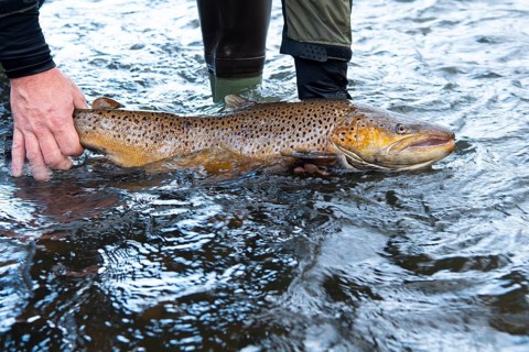 Electrofishing in the floodplain for sea trout and salmon, Wildeshausen, Lower Saxony, Germany
