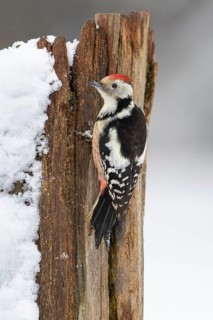 Middle spotted woodpecker (Leiopicus medius) at winter feeding in the snow, Vechta, Lower Saxony,