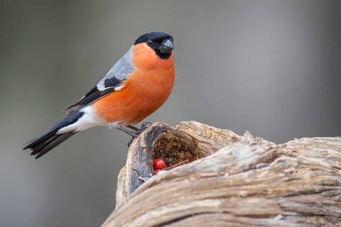 Bullfinch (Pyrrhula pyrrhula), Fågelsjö, Gävleborgs län, Sweden
