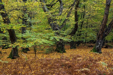 Old, gnarled trees in the Urwald Baumweg nature reserve in autumn, Hudewald, Emstek, Lower Saxony,