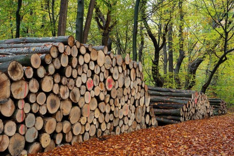 Logging in autumn in the forest, firewood, raw material, Ahlhorn, Lower Saxony, Germany