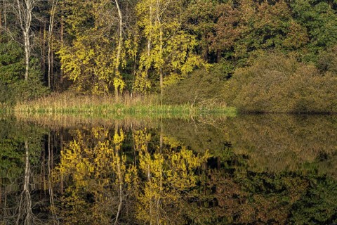 Autumn impression of Ahlhorn fish ponds, forest, Konrriger Baum, Ahlhorn, Lower Saxony, Germany
