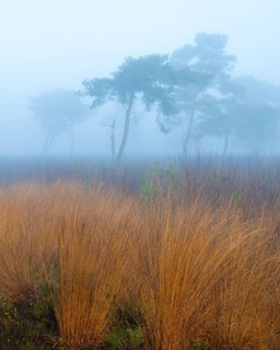 Pine (Pinaceae) in the moor with fog, nature reserve, Vernner Moor, Neuenkirchen-Vörden, Lower