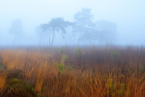 Pine (Pinaceae) in the moor with fog, nature reserve, Vernner Moor, Neuenkirchen-Vörden, Lower