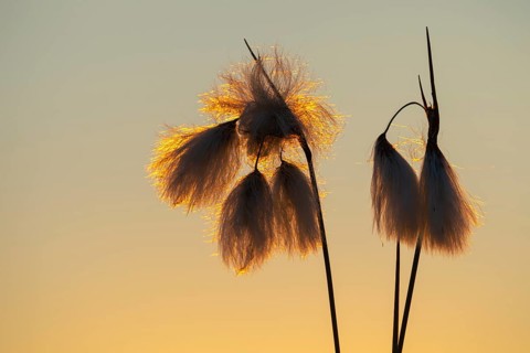 Common cottongrass (Eriophorum angustifolium) in the moor at sunset, Goldenstedt, Lower Saxony,