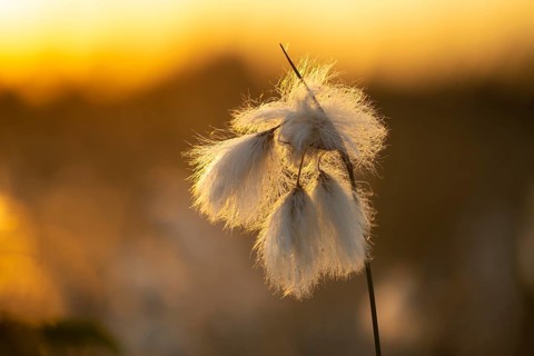 Common cottongrass (Eriophorum angustifolium) in a bog, Goldenstedt, Lower Saxony, Germany