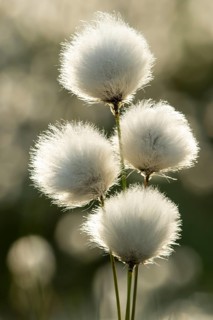 Sheath cottongrass (Eriophorum vaginatum), Goldenstedt, Lower Saxony, Germany