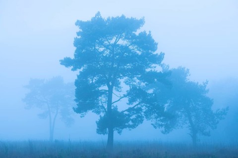 Pine (Pinaceae) in the moor with fog, nature reserve, Vernner Moor, Neuenkirchen-Vörden, Lower