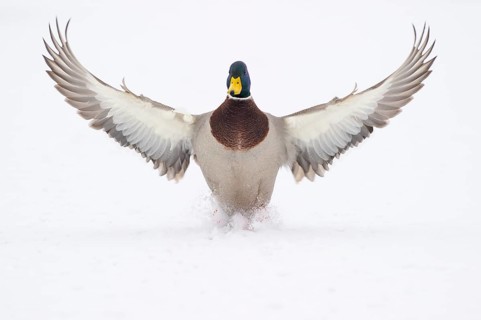 Flying mallard (anas platyrhynchos) in winter, Vechta, Lower Saxony, Germany