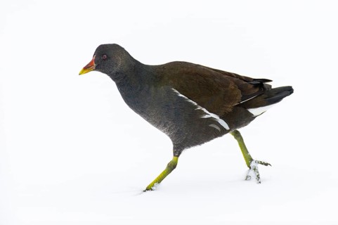 Moorhen (Gallinula chloropus) in the snow, Vechta, Lower Saxony, Germany