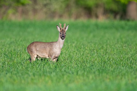 Roebuck (Capreolus capreolus) in winter coat, Vechta, Lower Saxony, Germany