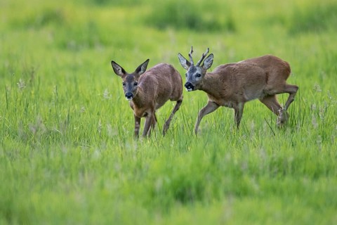 Roebuck (Capreolus capreolus) driving doe in rut, Vechta, Lower Saxony, Germany