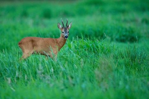 Roebuck (Capreolus capreolus), Vechta, Lower Saxony, Germany