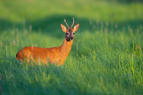 Roebuck (Capreolus capreolus) in the evening light in a meadow, Vechta, Lower Saxony, Germany