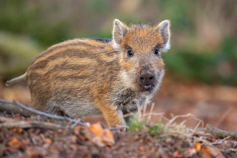 Wild boar (Sus scrofa) in the snow, fresh boar, Melle, Lower Saxony, Germany