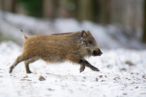 Wild boar (Sus scrofa) in the winer in the snow, young boar, Teutoburg Forest, Melle, Lower Saxony,