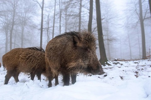 Wild boar (Sus scrofa) in the snow in a wintery forest, Teutoburg Forest, Melle, Lower Saxony,