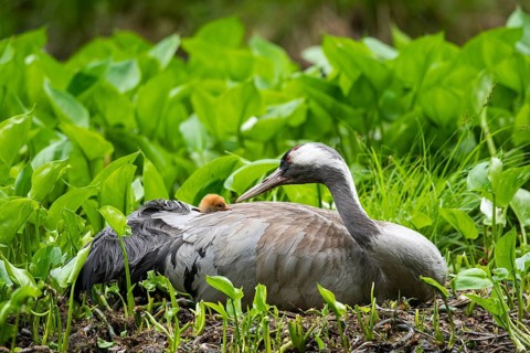 Crane (gurs grus) in nest with chicks, Feldberger Seenlandschaft, Mecklenburg-Vorpommern, Germany