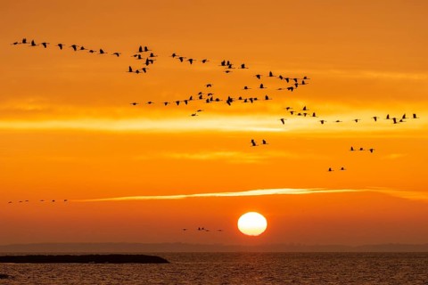 Cranes (grus grus) flying over the Baltic Sea at sunrise, Zingst, Mecklenburg-Vorpommern, Germany