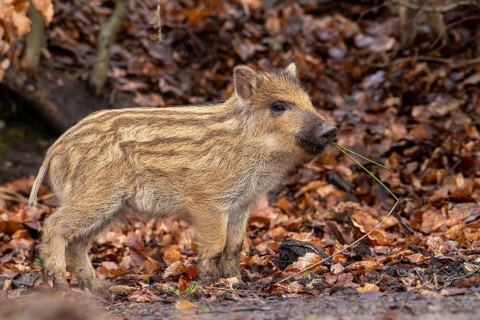Wild boar (Sus scrofa), fresh boar, Melle, Lower Saxony, Germany