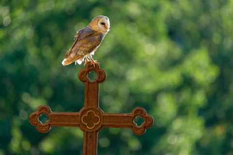 Barn owl (Tyto alba) sitting on a cross, Gerolstein, Rhineland-Palatinate, Germany