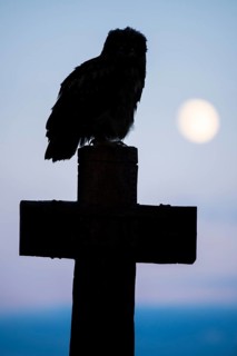 Eurasian Eagle-owl (bubo bubo) sitting on a cross under a full moon, Gerolstein,
