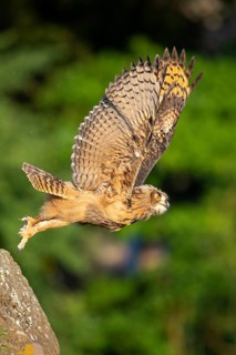 Eurasian Eagle-owl (bubo bubo) flying, Gerolstein, Rhineland-Palatinate, Germany
