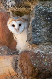 Juvenile barn owl (Tyto alba), Gerolstein, Rhineland-Palatinate, Germany