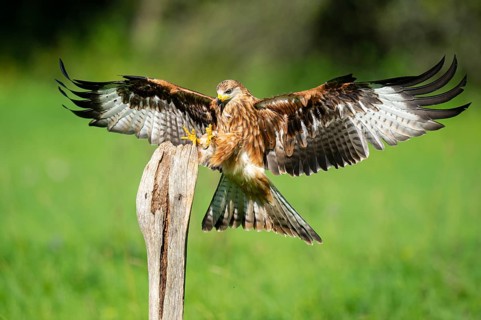 Red kite (Milvus milvus) flying, Gerolstein, Rhineland-Palatinate, Germany