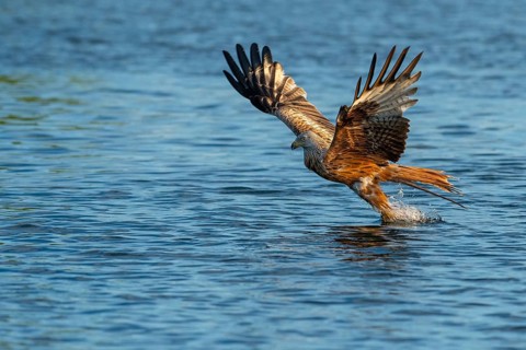 Red kite (Milvus milvus) in flight, Feldberger Seenlandschaft, Mecklenburg-Western Pomerania,