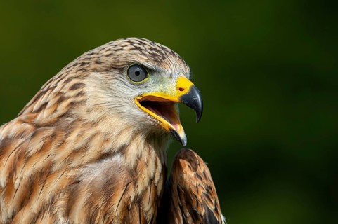 Red kite (Milvus milvus) sitting on a willow pole, portrait, Gerolstein, Rhineland-Palatinate,