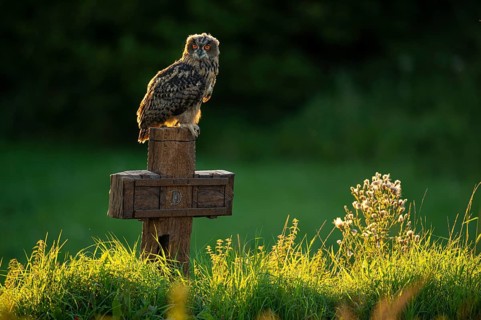Eurasian Eagle-owl (bubo bubo) sitting on a cross, Gerolstein, Rhineland-Palatinate, Germany