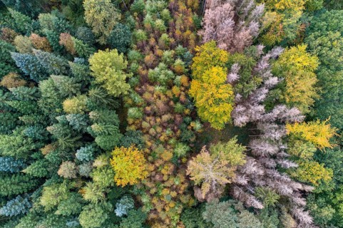 Aerial view of a beautifully coloured forest, nature reserve, Herrenholz, Goldenstedt, Lower
