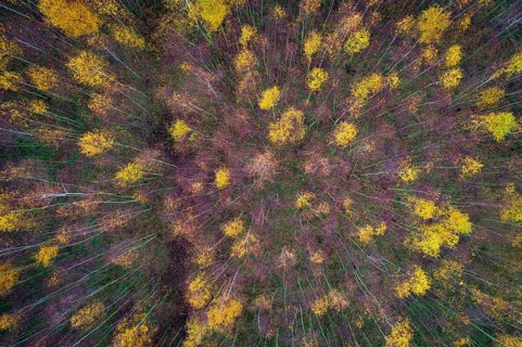 Aerial view of Huntebruch in autumn, Diepholz, Lower Saxony, Germany