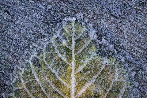 Leaf in hoarfrost, Goldenstedt, Lower Saxony, Germany