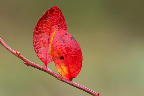 Red leaf of a blueberry, blueberry (Vaccinium myrtillus), Goldenstedt, Lower Saxony, Germany