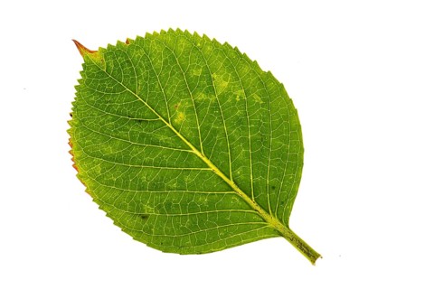 Structure of an autumn-colored leaf, cut off, leaves, tree, Vechta, Lower Saxony, Germany
