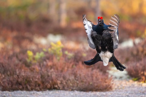 Black grouse (Lyrurus tetrix), black grouse courtship in Sweden, Fågelsjö, Gävleborgs län, Sweden